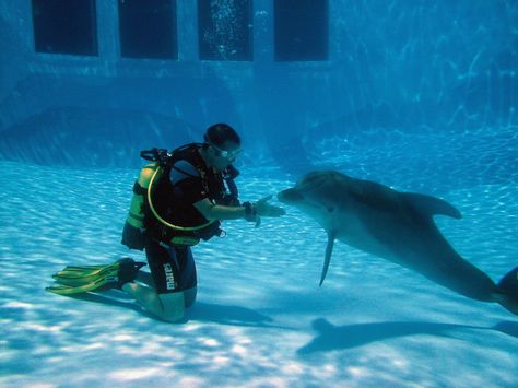 esta imagen refleja la interacción de un buzo  con un delfin los cuales se entienden de una manera muy asombrosa Dream Future, Marine Biologist, Marine Biology, Scuba Diver, Scuba Diving, Sea Life, Biology, Dolphins, Diving