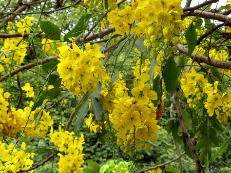 Explore mauroguanandi's photos on Flickr. mauroguanandi has uploaded 22880 photos to Flickr. Cassia Tree, Tree Pruning, Garden Shrubs, Pollinator Garden, Tree Care, Garden Trees, Butterfly Garden, Hill Country, Types Of Flowers