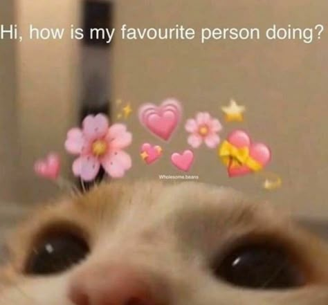 Your Month Your, Wholesome Pictures, Response Memes, My Favorite Person, Silly Cats Pictures, Relationship Memes, Funny Reaction Pictures, Wholesome Memes, Cute Memes