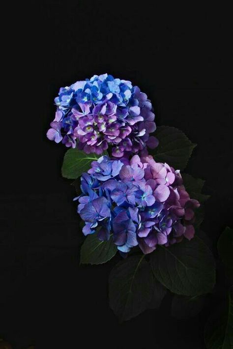 Hydrangea Wallpaper, Aesthetic Drawings, Hand Flowers, Dark Flowers, Flowers Black, Foto Art, Photography Wallpaper, Pet Training, Blue Hydrangea