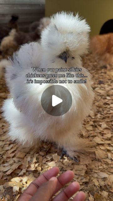 Lavern Clarke | Chickens keeping tip on Instagram: "This is how my Paint Silkie chickens say hello everyday. Can you handle all this fluffy and charm.. 🖤🎨🐣" Silkie Chickens Baby, Silkie Chickens, Say Hello, Paint, On Instagram, Instagram