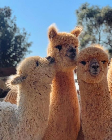 Alpacas Cute, Cute Animal Pfp, Lama Animal, Animal Pfp, Cute Animal Character, Giraffe Pictures, Pet Illustration, Alpaca Farm, Cute Alpaca