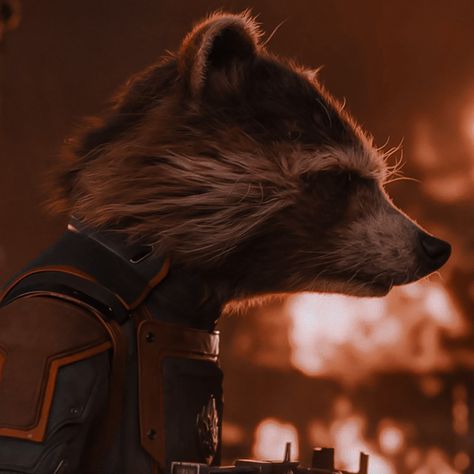 Rocket Aesthetic Marvel, Rocket Raccoon Aesthetic, Rocket Raccoon Icon, Rocket Aesthetic, Gotg 3, Avengers Aesthetic, Rocket Racoon, Wolf Comics, African Wild Dog