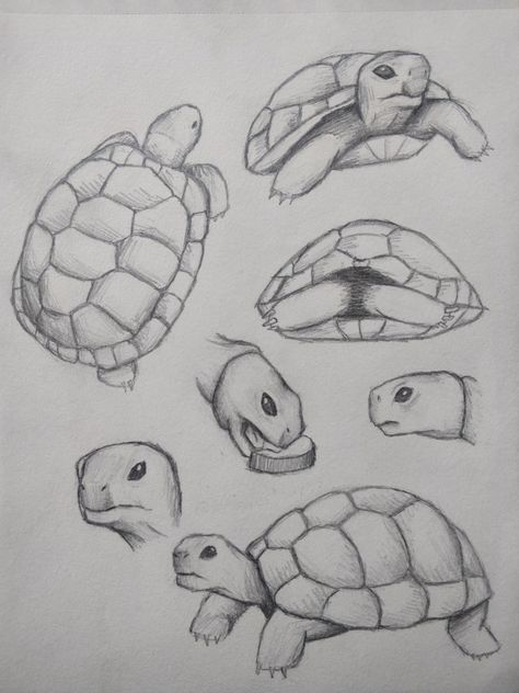 Tortoise Sketch Art, Tortoise Line Art, Pictures Of Turtles To Draw, Simple Tortoise Drawing, Tortoise Drawing Easy, Tortoise Drawing Simple, Realistic Turtle Drawing, Turtle Drawings Easy, Tortoise Drawings