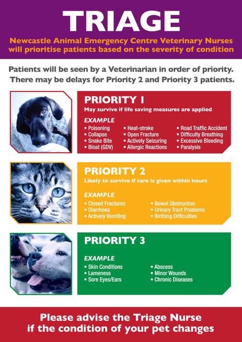 What to Expect / Emergency Care / Referral Services / After Hours Vet - Newcastle Animal Emergency Center Vet Nursing, Veterinary Nursing, Veterinary Receptionist, Veterinarian Technician, Vet Tech School, Veterinary Tech, Vet Tech Student, Vet Technician, Veterinary Studies