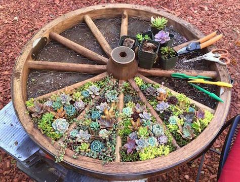 Love This! -- A Wagon Wheel Succulent Garden. Beautiful idea! Roda Gerobak, Wagon Wheel Garden, Kebun Herbal, Taman Diy, Jardim Diy, Diy Flores, Diy Flower Pots, Succulent Gardening, Cottage Gardens