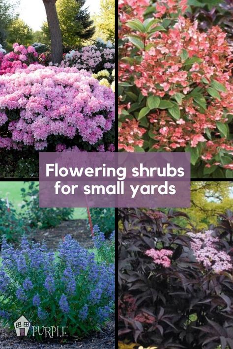 These flowering bushes can add lots of long-lasting color and personality to your small yard and are large enough to make a big statement. In fact, a lot of the perennial shrubs I’ll mention bloom for weeks and even months on end.  #shrubs #bushes #flowering Perennial Bushes, Perennials Low Maintenance, Full Sun Shrubs, Shrubs For Landscaping, Long Blooming Perennials, Flowering Bushes, Small Yards, Full Sun Perennials, Simple Garden