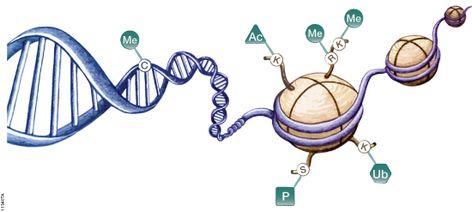 The Epigenetics chapter of the Protocols and Applications Guide offers sections on DNA Methylation, Histone Modifications and Noncoding RNAs, just to name a few. Dna Transcription And Translation, Dna Transcription, Dna Methylation, Transcription And Translation, Eukaryotic Cell, Dna Sequence, Nucleic Acid, Gene Therapy, Powerpoint Design Templates