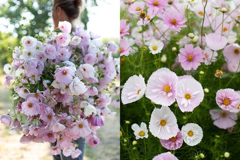 armload of blush cosmos at Floret 50 Cupcakes, Shape Of The Universe, Cosmos Flowers, Black Holes, Cut Flower Garden, Love Garden, Annual Plants, Plant Lady, Flower Farm