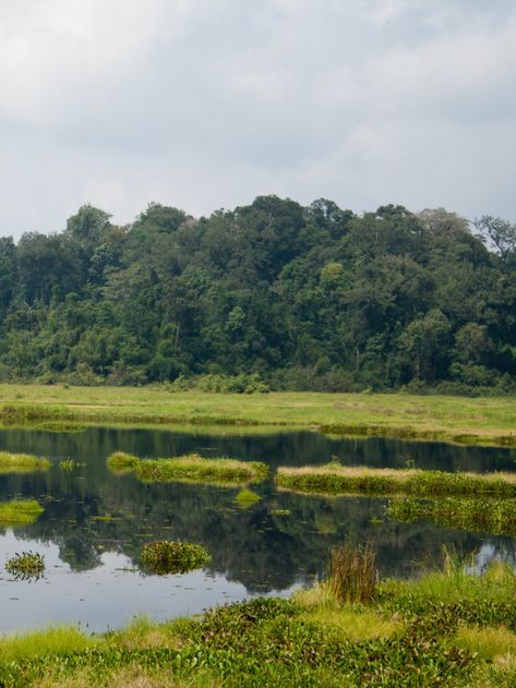 Image of a green wetlands in Cat Tien National Park in Vietnam Cat Tien National Park, River Basin, Animal Sanctuary, Creature Feature, Ho Chi Minh City, Archipelago, Feature Film, Fresh Water, Vietnam