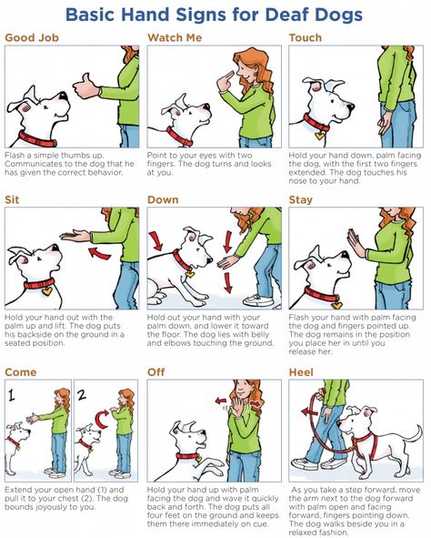 Communicating With Deaf Dogs - Dock Line Magazine Dog Sign Language, Deaf Dog Training, Dog Training Hand Signals, Dog Hand Signals, German Shepherd Husky, Dog Training Barking, Puppy Checklist, White Coats, Deaf Dog