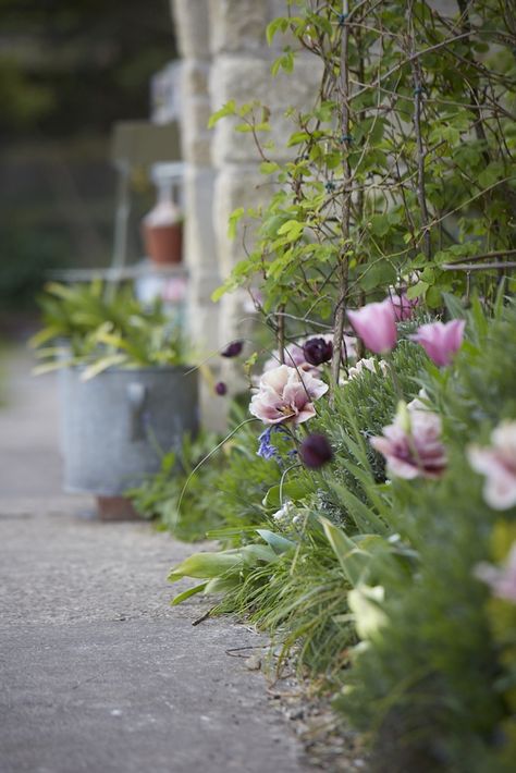 Garden Visit: The Tulips of Hawthorn Cottage Tulips Pink, Herbaceous Border, Wild Garden, Dream Yard, Tulips Garden, Cottage Gardens, Flower Gardening, Moon Garden, Dream Cottage