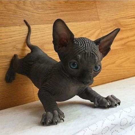 Sphynx Kittens Are Out-Of This- World Cute With Their Alien Faces And Sweet Wrinkles - I Can Has Cheezburger? Sphynx Kittens For Sale, Hairless Kitten, Gato Sphynx, Cute Hairless Cat, Söpö Kissa, Sphinx Cat, Hairless Cat, Sphynx Cat, Sphynx