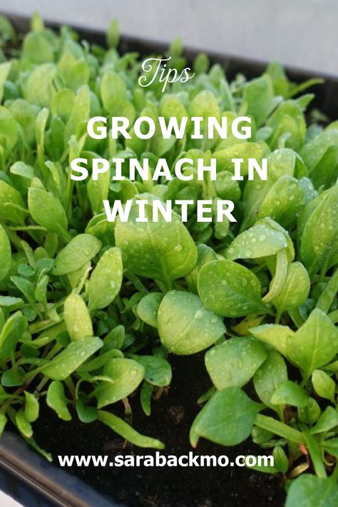 Planting Spinach, Grow Spinach, Dirt Therapy, Growing Spinach, Water Spinach, Growing Lettuce, Vegetable Garden For Beginners, Herb Gardening, Growing Veggies