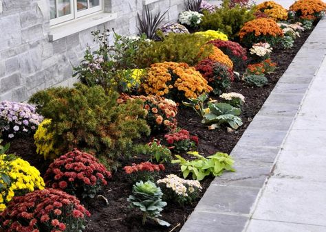 Once your lawn is looking its best, spice it up with a splash of color. As your summer plants start to fade, replace them with vibrant mums or other colorful flowers. Mum Landscape Ideas, Landscaping With Mums, Mums Landscaping, Fall Landscape Ideas, Fall Landscaping Ideas, Landscaping Beds, Fall Landscaping Front Yard, Fall Curb Appeal, Mum Garden