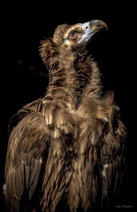 Aegypius monachus: A large raptor inhabiting much of temperate Eurasia. (aka the Cinereous vulture, monk vulture) Black Vulture, Raptors Bird, Creature Feature, Big Bird, African Animals, Little Birds, Birds Of Prey, Bird Photography, Bird Feathers