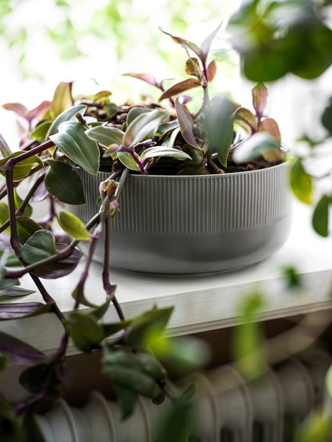 GRADVIS planter, indoor/outdoor gray, 22 cm (8 ¾") - IKEA CA Ikea Art, Plant Decor Indoor, House Plants Decor, Wood Planters, Color Glaze, Indoor Plant Pots, Garden Boxes, Flower Planters, Outdoor Planters