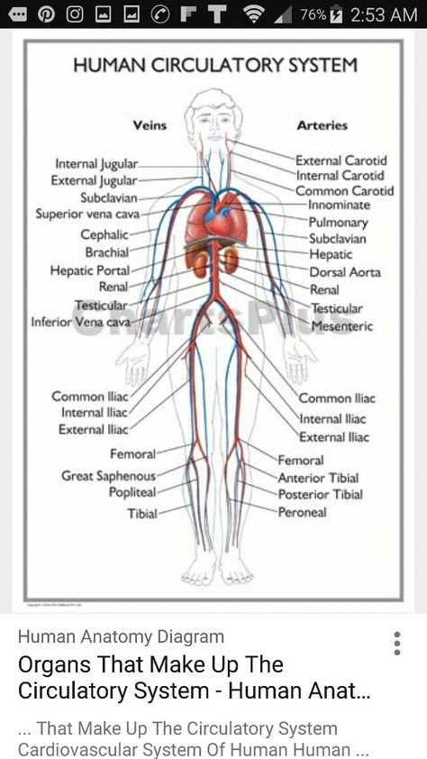 The circulatory system is the transportation system of the body Circulatory System Diagram, Circulatory System Model, Human Body Systems Projects, Body Systems Project, Human Circulatory System, Vascular System, Science Chart, Heart Diagram, Library Labels