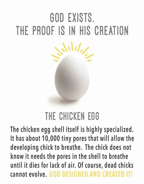 The wonderful egg Creation Vs Evolution, Bible Evidence, Creation Science, God Exists, Law Of Karma, Biblical History, Bible Facts, Scientific Method, Christian Stuff