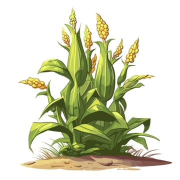 cornstalk,clipart,cartoon,flower,plant,terrestrial plant,painting,houseplant,flowering plant,art,petal,illustration,drawing Corn Plant Drawing, Corn Clipart, Plant Clipart, Nature Party, Simpson Wallpaper Iphone, Cartoon Flower, Corn Plant, Flower Vector, Bird Birthday