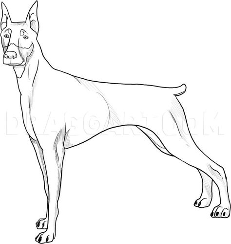 How To Draw A Doberman Step By Step, Doberman Drawing Easy, Doberman Painting Easy, Doberman Reference, Doberman Drawing Sketch, Doberman Pinscher Drawing, Doberman Sketch, Doberman Tattoo Ideas, Drawing Ideas Dog