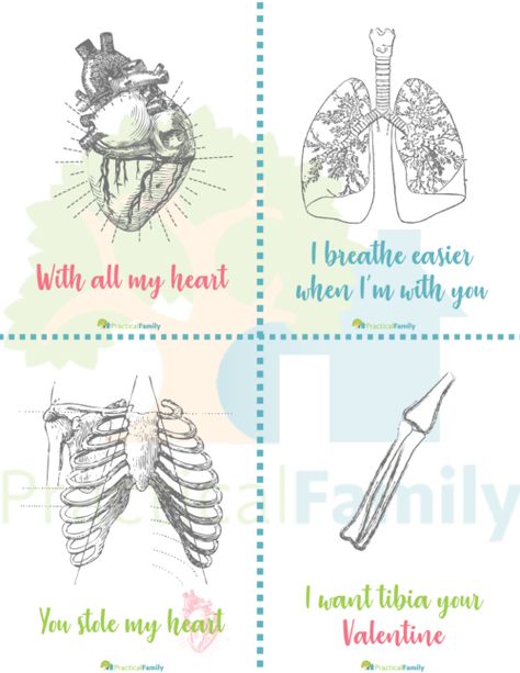 Classical Conversations - Cycle 3 - Practical Family Cycle 3 Science, Anatomy Resources, Classical Conversations Cycle 3, Science Anatomy, Anatomy Science, Free Valentine Cards, Valentines Day Bulletin Board, Fredericksburg Virginia, Valentine Day Boxes