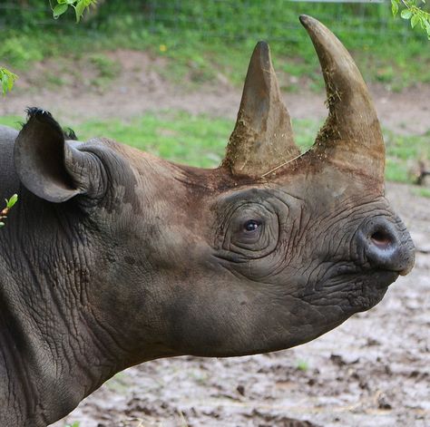 Sumatran Rhinoceros, Rhino Species, Sumatran Rhino, Black Rhinoceros, South African Homes, Save The Rhino, Wild Animals Photography, White Rhino, Black Rhino