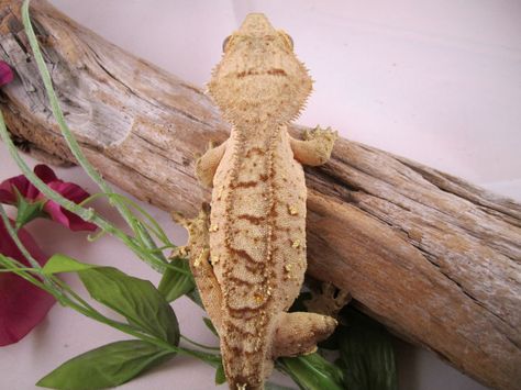 Crested Gecko Morphs Guide, Crested Gecko Morphs, Crested Gecko, Bearded Dragon, Gecko, Stuffed Animal Patterns, Reptiles, Geek Stuff