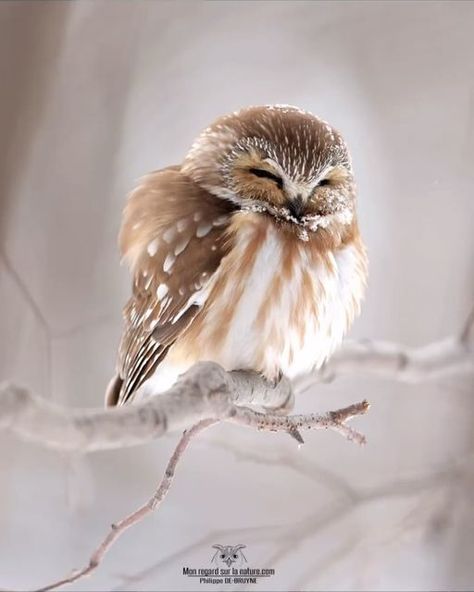 Northern Saw Whet Owl, Saw Whet Owl, Beautiful Owl, January 22, Tag Someone, Beautiful Birds, Owls, The Day, Birds