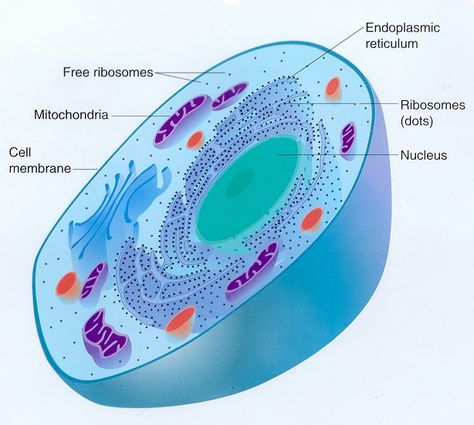 All living things are made up of cells. This is a diagram of an animal cell. Interactive Notebooks Middle School, Prokaryotic And Eukaryotic Cells, Far East Movement, Cell Theory, Eukaryotic Cell, Medical Pictures, 7th Grade Science, 8th Grade Science, Animal Cell