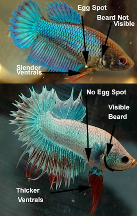 How to determine the gender of your betta Betta Breeding, Breeding Betta Fish, Male Vs Female, Betta Fish Types, Betta Aquarium, Betta Fish Care, Aquarium Terrarium, Betta Tank, Fish Breeding