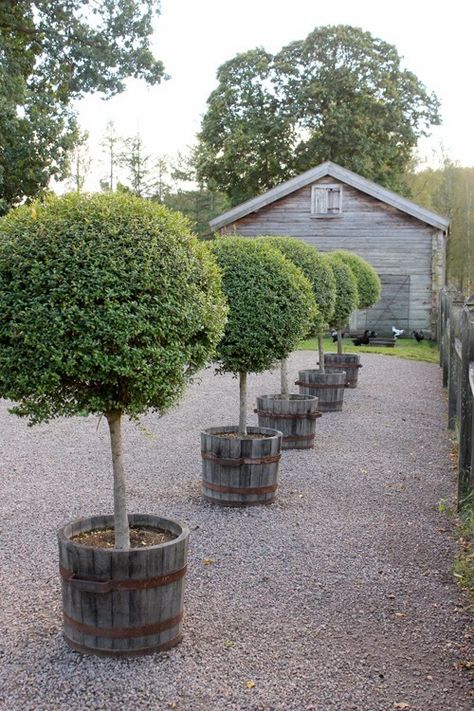 Lollipop trees Container Trees, Yard Planning, White Landscaping, Olivier En Pot, Wooden Barrels, Scandinavian Garden, Driveway Ideas, Green Gardens, Grand Garden