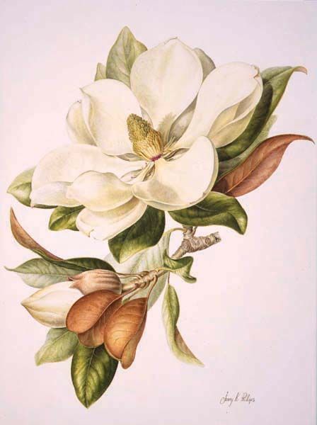 Best 20+ Botanical drawings ideas on Pinterest | Botanical ... Abstract Magnolia, Botanical Prints Free, Magnolia Painting, Magnolia Tattoo, Magnolia Grandiflora, Decoupage Printables, Flowers Drawing, Posca Art, White Magnolia