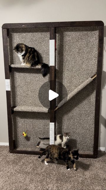 Cat Carpet Wall, Cat Climbing Wall, Siberian Cats, Cat Enclosures, Cat Wall Furniture, Cat Ideas, Cat Enclosure, Siberian Cat, Cat Climbing