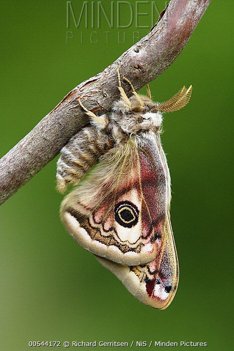 Small Emperor Moth (Saturnia pavonia) female on Heather (Calluna vulgaris), Overijssel, Netherlands - Richard Gerritsen/ BIA Emperor Moth Tattoo, Moth Drawing Side View, Lunar Moth Side View, Moths With Eyes On Wings, Emperor Moth Aesthetic, Small Emperor Moth, Small Eyed Sphinx Moth, Emperor Moth, Moth Drawing