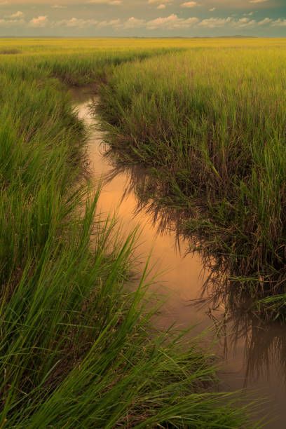 267,100+ Marsh Stock Photos, Pictures & Royalty-Free Images - iStock | Marsh grass, Salt marsh, Marsh harrier Marsh Aesthetic, Marsh Harrier, Birthday Character, Spiritual Direction, Salt Marsh, Family Stock Photo, Mid Summer, Lifestyle Illustration, Silhouette Illustration