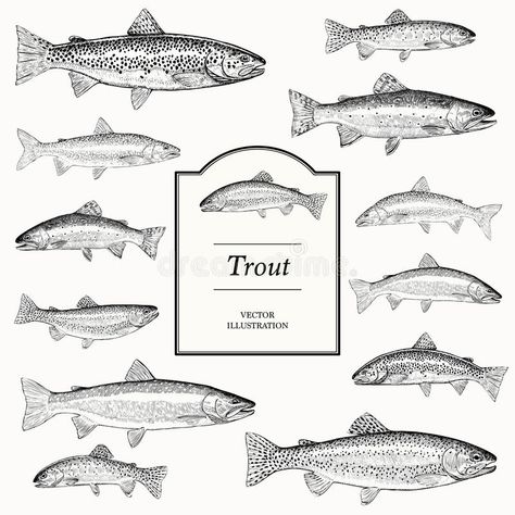 Trout Tattoo, Trout Art, Fish Illustration, Brown Trout, Hand Drawn Vector Illustrations, Rainbow Trout, Hand Drawn Vector, Fish Design, Free Vector Graphics