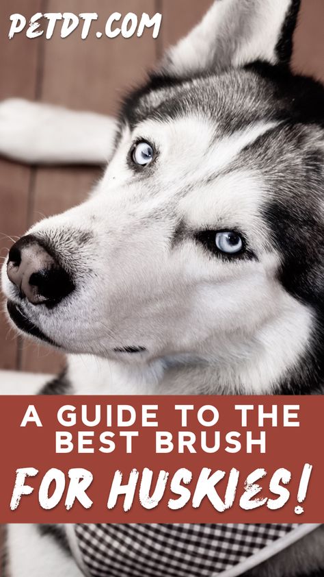 Are you looking for the best brush for Huskies? Well, let me help you with that! The amount of hair your Husky friend can produce is surprising! Huskies tend to shed and they shed their entire coat twice a year. So grooming your Husky friend should be a part of your daily routine. #huskies #huskylove Husky Owner, Pet Grooming Tools, My Husky, Best Brushes, Dog Brushing, A Husky, Brush Type, Husky Dogs, Grooming Tools