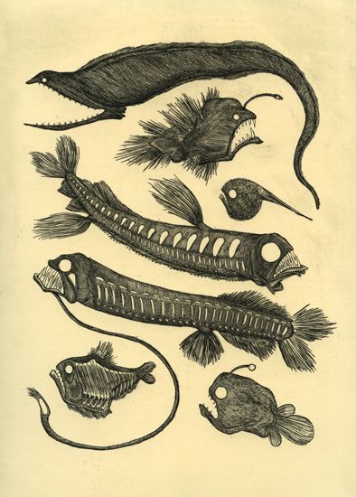 Sea Creatures Drawing, Petit Tattoo, Deep Sea Creatures, Aquatic Life, Angler Fish, Fish Drawings, Deep Sea Fishing, Scientific Illustration, Sea Monsters