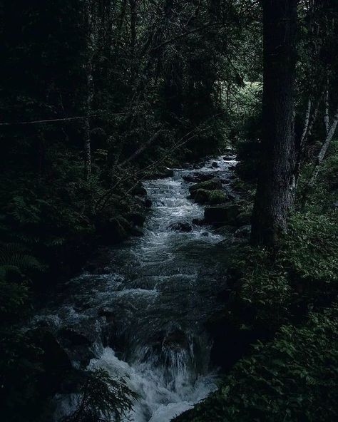 Finance Student, Dark Naturalism, Dark Forest Aesthetic, Dark Green Aesthetic, Dark Nature Aesthetic, Dark Photography, Environment Concept Art, Night Aesthetic, Dark Forest