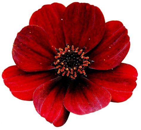 Red flower Transparent Flowers, Flower Icons, Nothing But Flowers, Digital Flowers, Alam Yang Indah, Big Flowers, Aesthetic Stickers, Pretty Flowers, Red Flowers