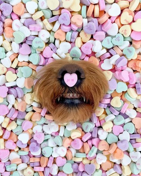 Goldendoodle Wallpaper Iphone, Valentine Dog Photo Shoot, Valentine Puppy Photo Shoot, Valentine’s Day Dog Photo Shoot, Pet Valentines Photography, Valentines Day Puppy Pictures, Animal Noses, Valentines Wallpaper Iphone, Dog Selfie