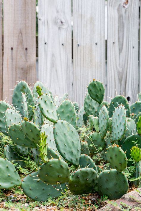 Growing Cactus Outdoors, Outdoor Cactus Garden Landscaping, Eastern Prickly Pear Cactus, Growing Prickly Pear Cactus, Spineless Prickly Pear Cactus, Prickly Pear Cactus Landscape, Cactus Garden Outdoor, Cactus Benefits, Prickly Pear Recipes