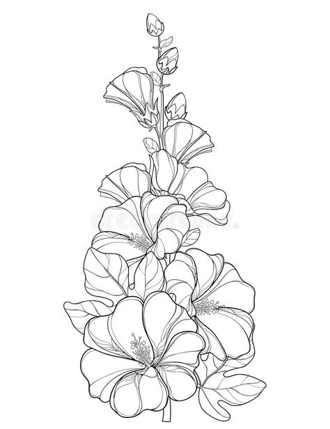 Vector bunch with outline Alcea rosea or Hollyhock flower. Stem, bud and leaf isolated on white background. Floral elements in contour style with ornate vector illustration Hollyhock Flower, White Background Floral, Alcea Rosea, Hollyhocks Flowers, Line Art Flowers, Full Sleeve Tattoo Design, Background Floral, Flower Sketches, Flower Stem