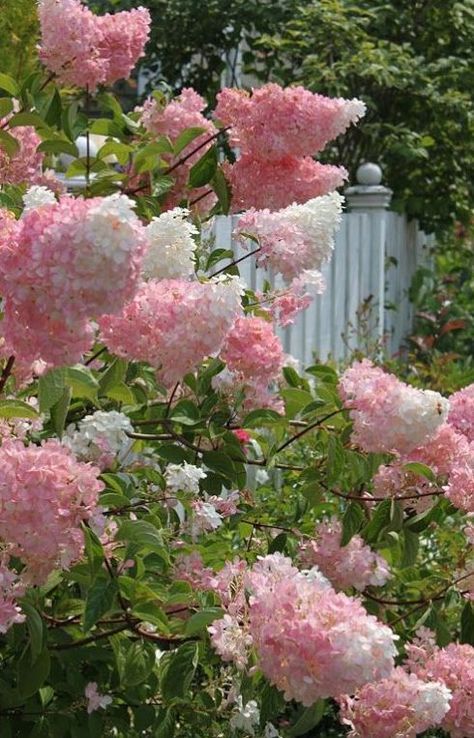 VANILLA STRAWBERRY HYDRANGEA - 1) Full Sun 2) 6-7 ft tall 3) Blooms in summer to fall 4) Prune back 1/3 in March 4) Somewhat deer resistant Tall Hydrangea Bush, Vanilla Strawberry Hydrangea, Strawberry Hydrangea, French Lilac, Tanaman Pot, Flowers Blooming, The Secret Garden, Have Inspiration, March 4