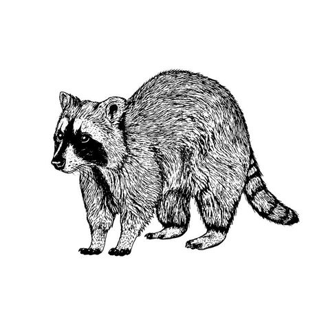 Raccoon Sitting Drawing, Vintage Raccoon Illustration, Raccoon Line Art, Racoon Sketch, Racoon Drawings, Racoon Drawing, Raccoon Sketch, Graphic Design Black And White, Racoon Illustration