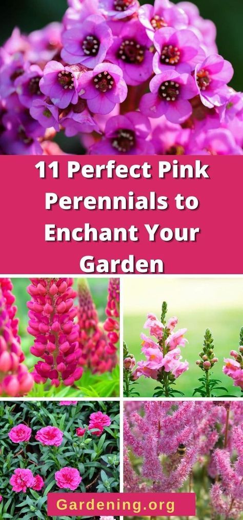 Pink Flowers Garden Landscapes, Pink Perrenials, All Season Perennial Garden Plan, Pink Perennial Flowers, Colorful Perennials Part Sun, Pastel Perennial Garden, Perennial Bushes, Part Shade Perennials, Purple Perennials