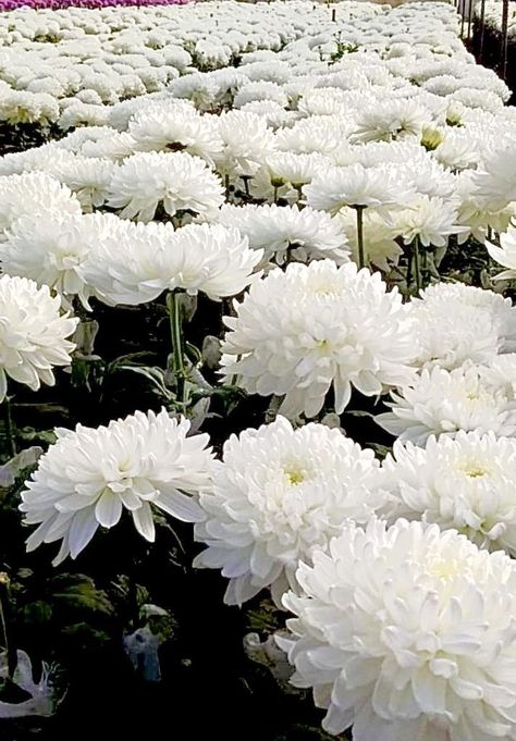 White Mums Flowers, Kiku Flower, White Chrysanthemum Flower, November Flower, White Mums, White Chrysanthemum, Mums Flowers, Chrysanthemum Flower, Orchid Plants