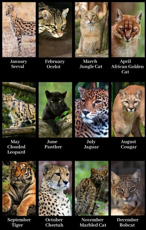 What type of Wild Cat you are based on your birth month What Animal Are You Based On Your Birth Month, Your Birth Month Your Animal, Stuff Based On Your Birth Month, Your Birth Month Your Spirit Animal, Birth Month Animals, Types Of Big Cats, Cats Species, Species Of Cats, Type Of Cats