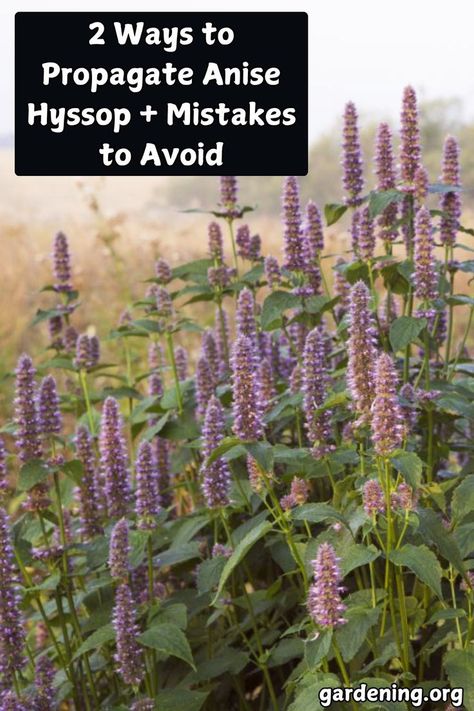 Want to propagate Anise Hyssop successfully? Learn 2 simple methods and crucial mistakes to avoid for thriving plants in your garden! Anise Hyssop, Zone 9b, Propagate Plants, Diy Compost, Perennial Border, Plant Diseases, Cottage Gardens, Houseplants Indoor, Pollinator Garden